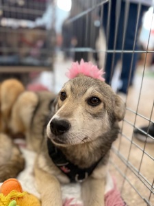 Цуценя Сара 6 місяців шукає дім