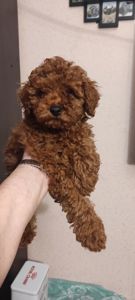 Хлопчик Той Пудель Ред Браун з документами клубу