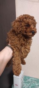 Хлопчик Той Пудель Ред Браун з документами клубу