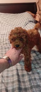 Хлопчик Той Пудель Ред Браун з документами клубу