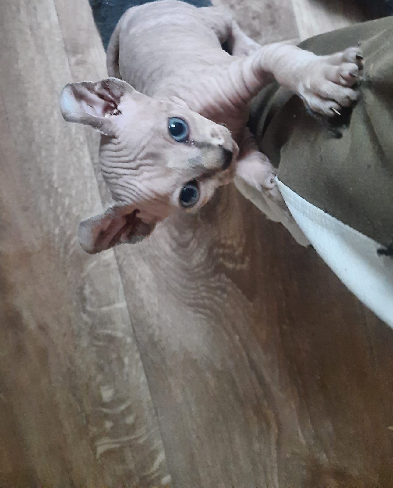 Продам кошенят донського сфінкса