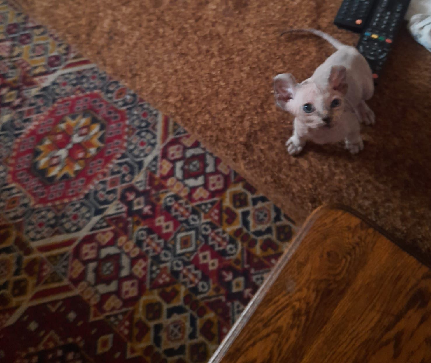 Продам кошенят донського сфінкса