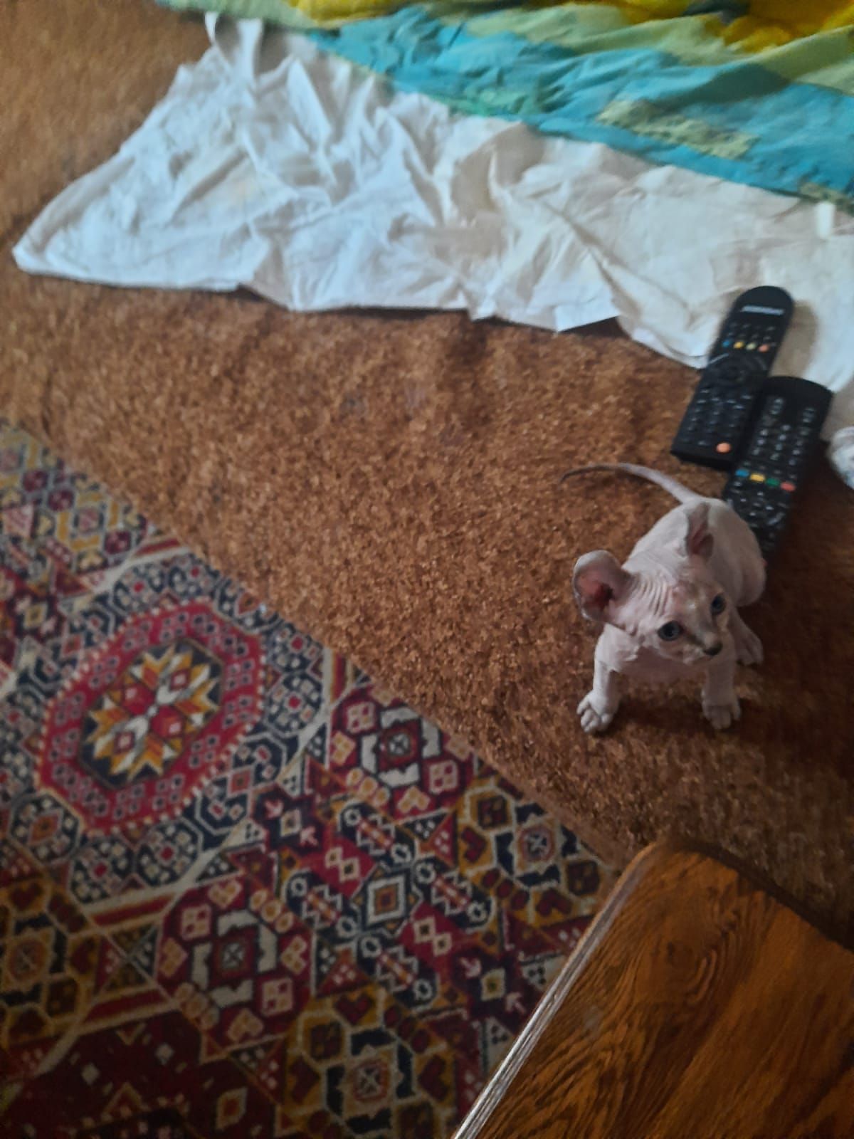 Продам кошенят донського сфінкса