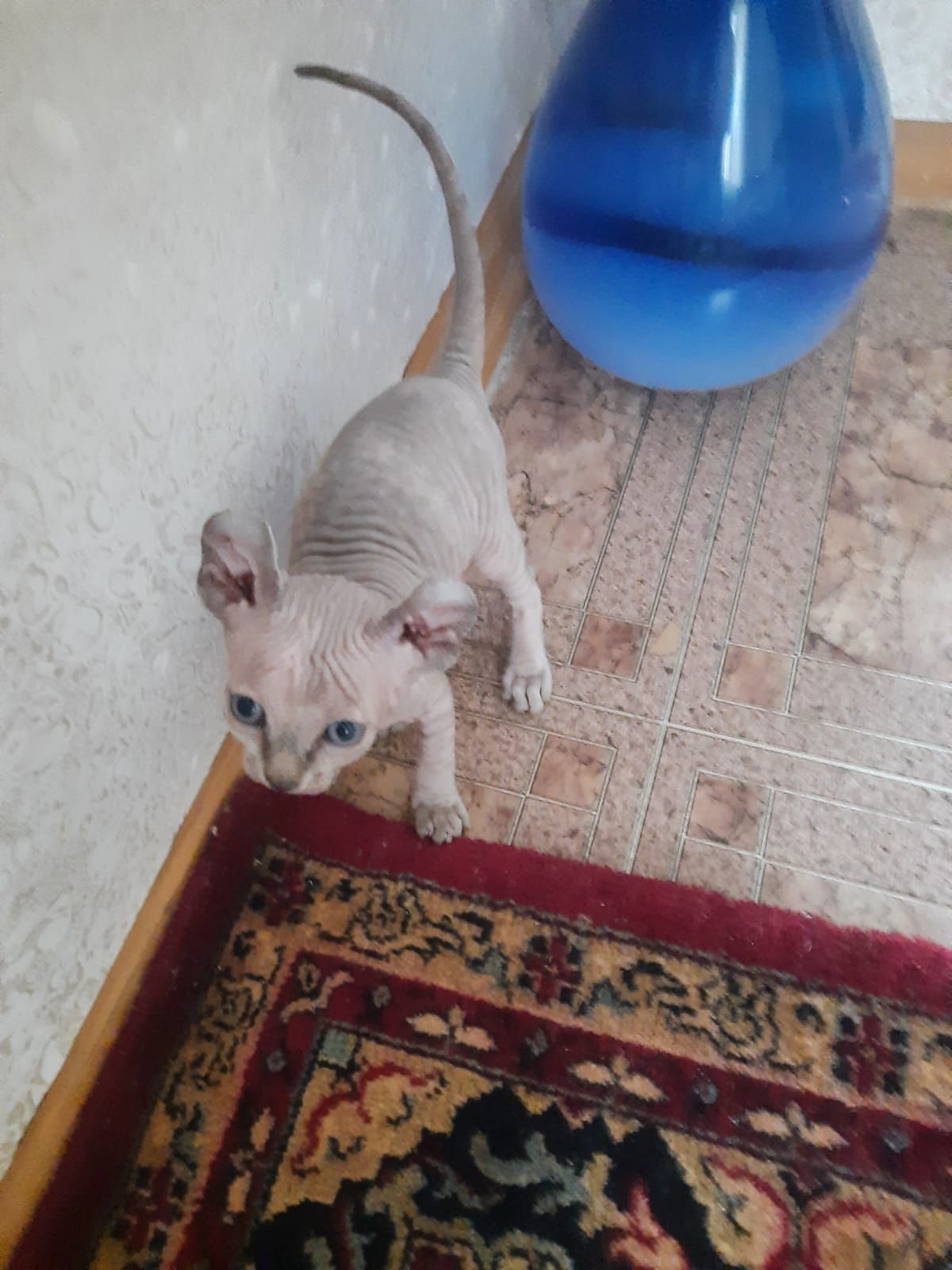 Продам кошенят донського сфінкса