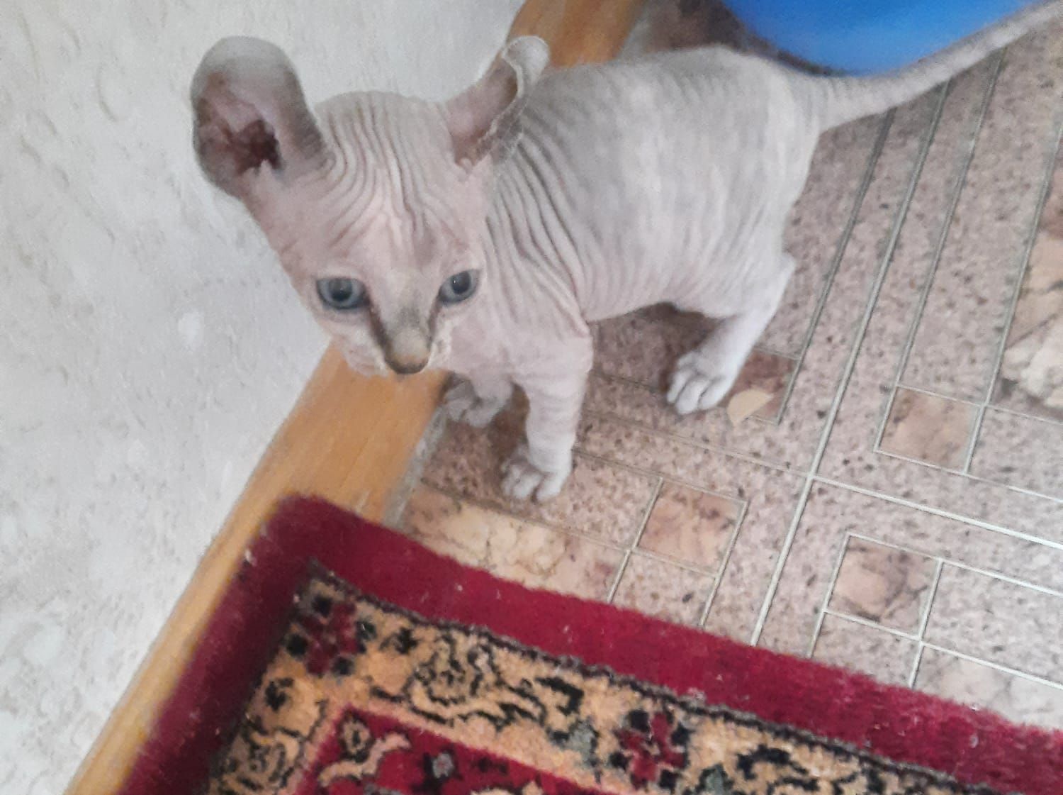 Продам кошенят донського сфінкса