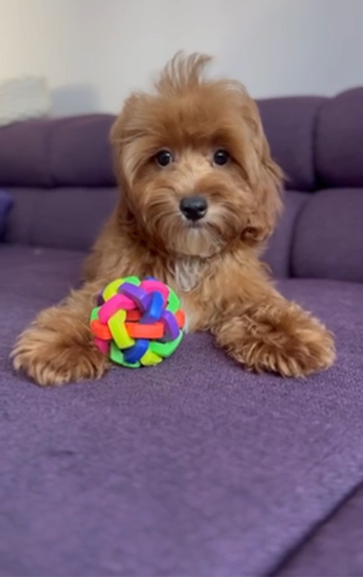 Мальтіпу ф1