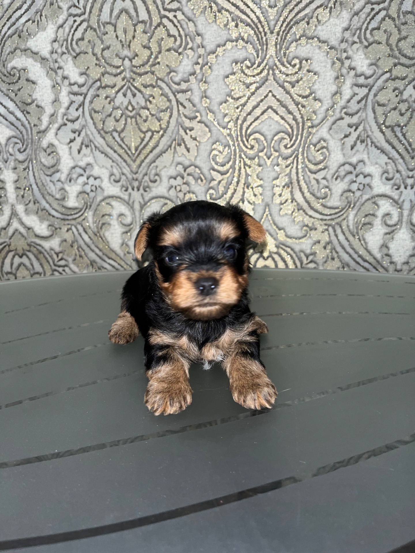 Продаються цуценята-йорки