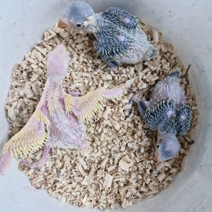 Ожерелові папугаї