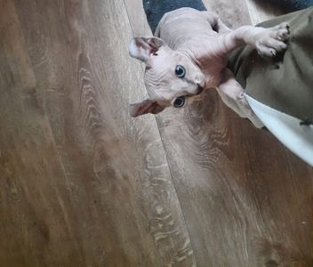 Продам кошенят донського сфінкса