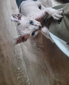 Продам кошенят донського сфінкса