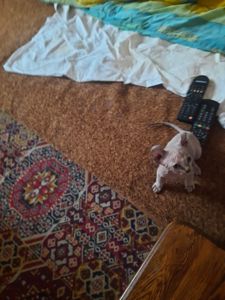 Продам кошенят донського сфінкса