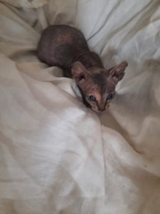 Продам кошенят донського сфінкса