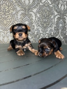 Продаються цуценята-йорки