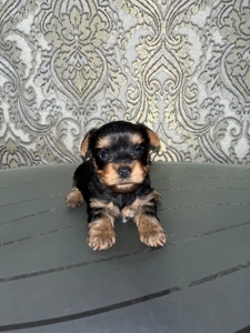 Продаються цуценята-йорки