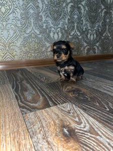 Продаються цуценята-йорки