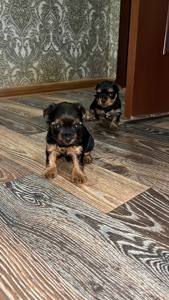 Продаються цуценята-йорки