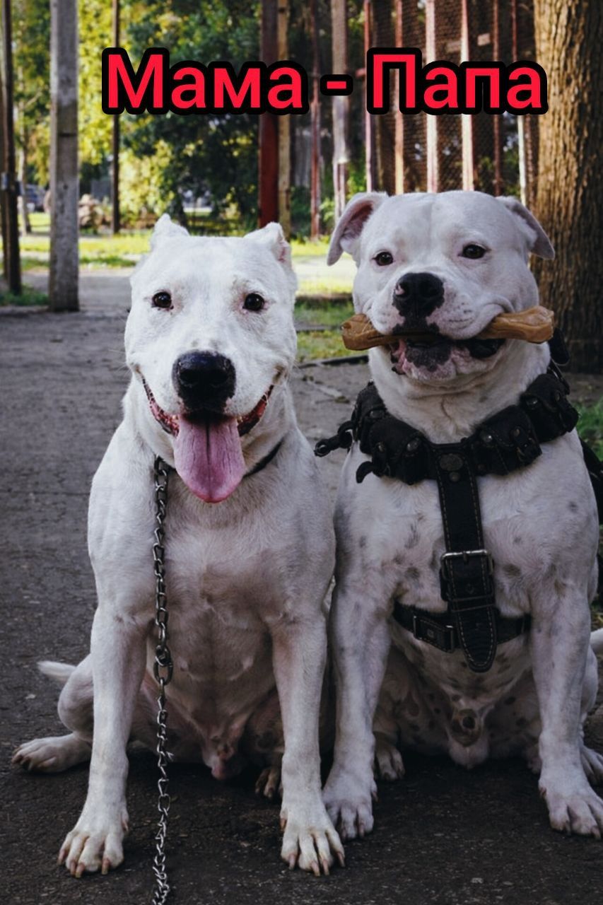 Продаж Цуценят Стафаршидського Терєра White Акційна Ціна !!!