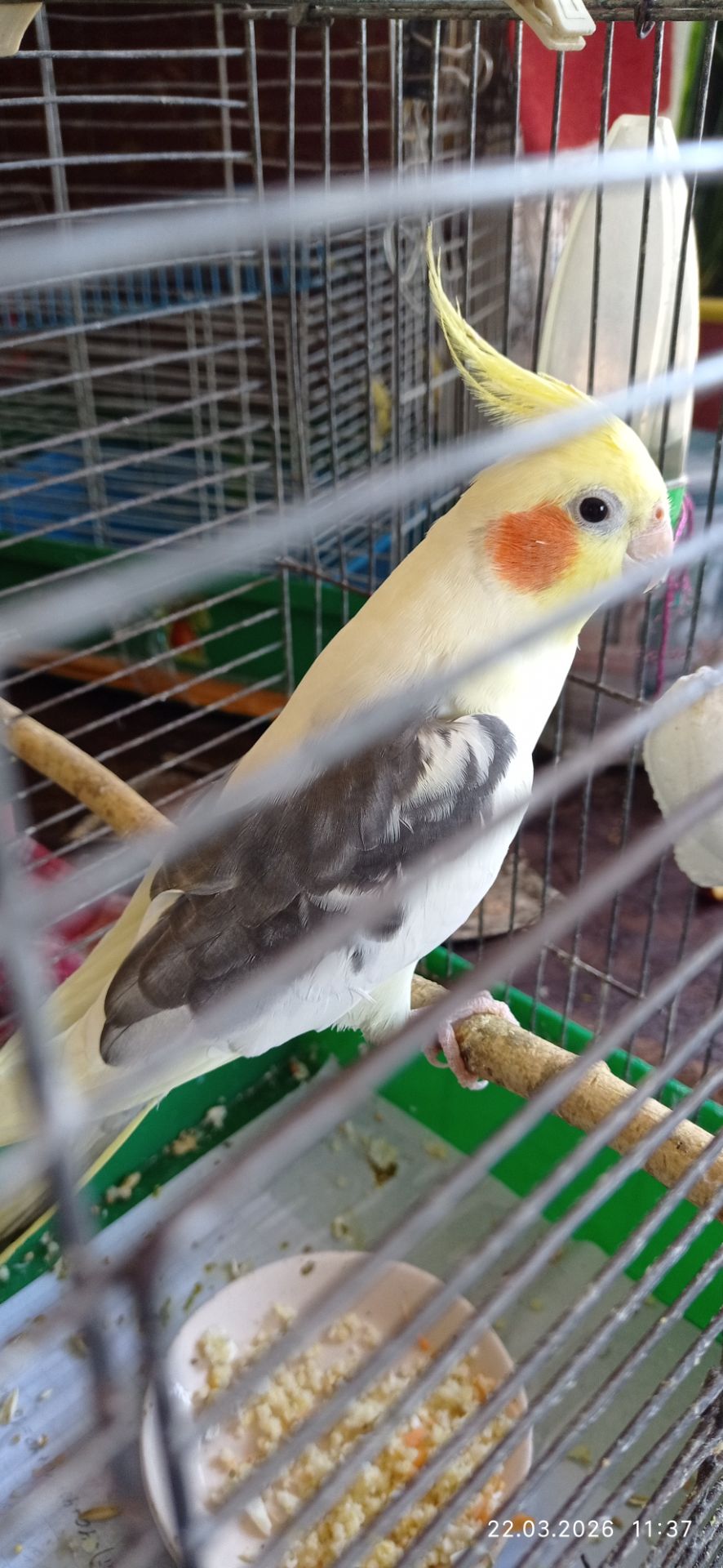 Корела самець Гарік