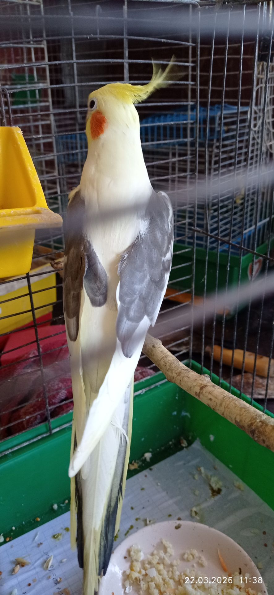 Корела самець Гарік