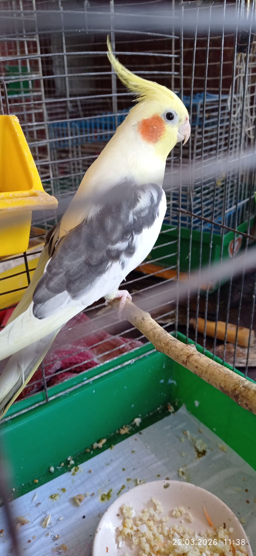 Корела самець Гарік