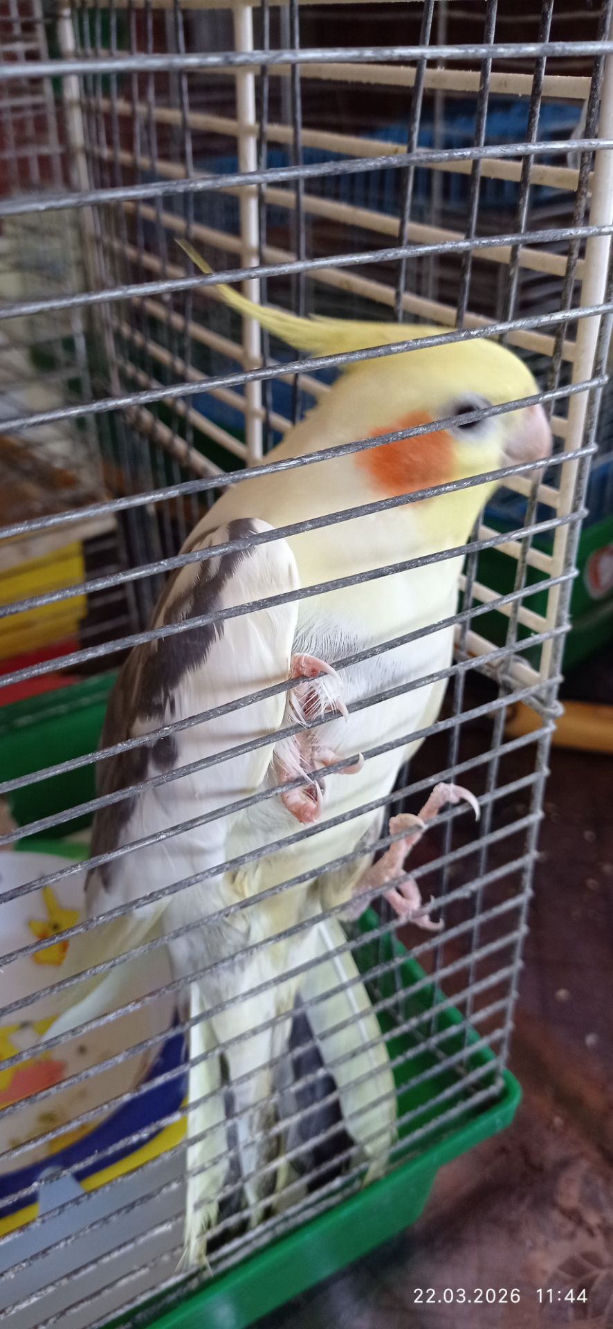 Корела самець Гарік