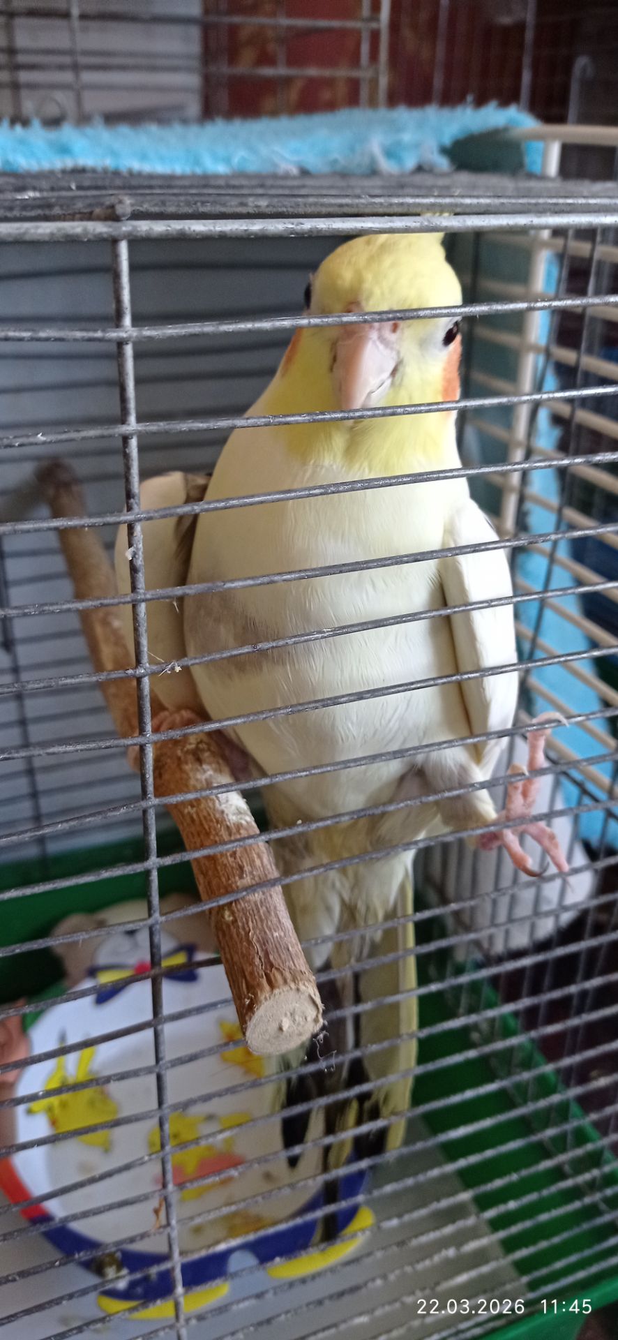 Корела самець Гарік