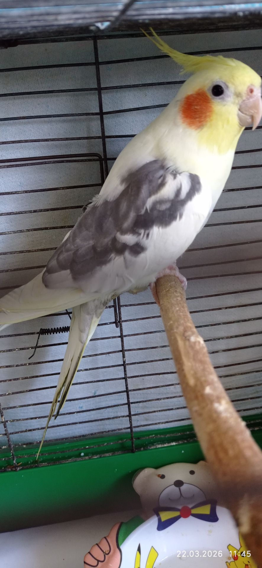 Корела самець Гарік