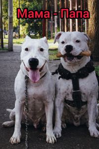 Продаж Цуценят Стафаршидського Терєра White Акційна Ціна !!!