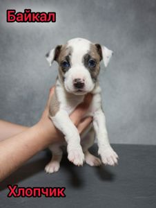 Продаж Цуценят Стафаршидського Терєра White Акційна Ціна !!!