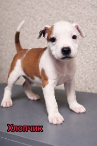 Продаж Цуценят Стафаршидського Терєра White Акційна Ціна !!!