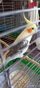 Корела самець Гарік