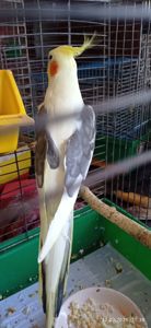 Корела самець Гарік