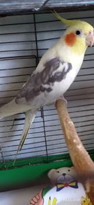 Корела самець Гарік