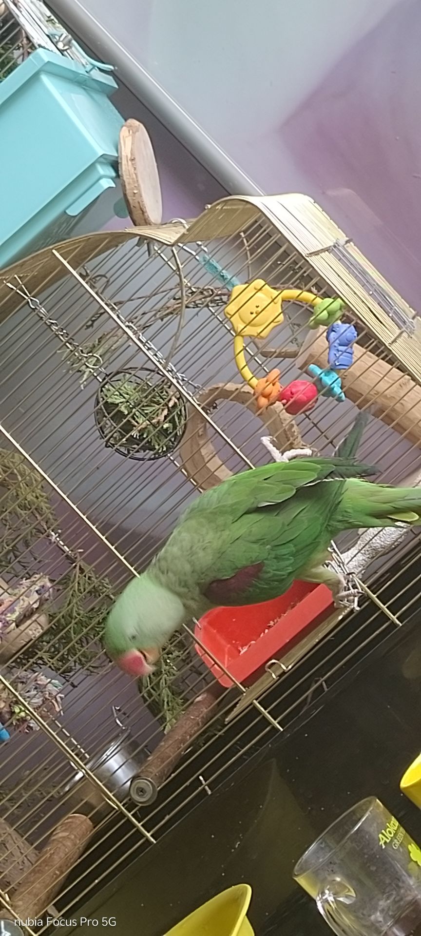 Папужка Дівчинка Олександрійська