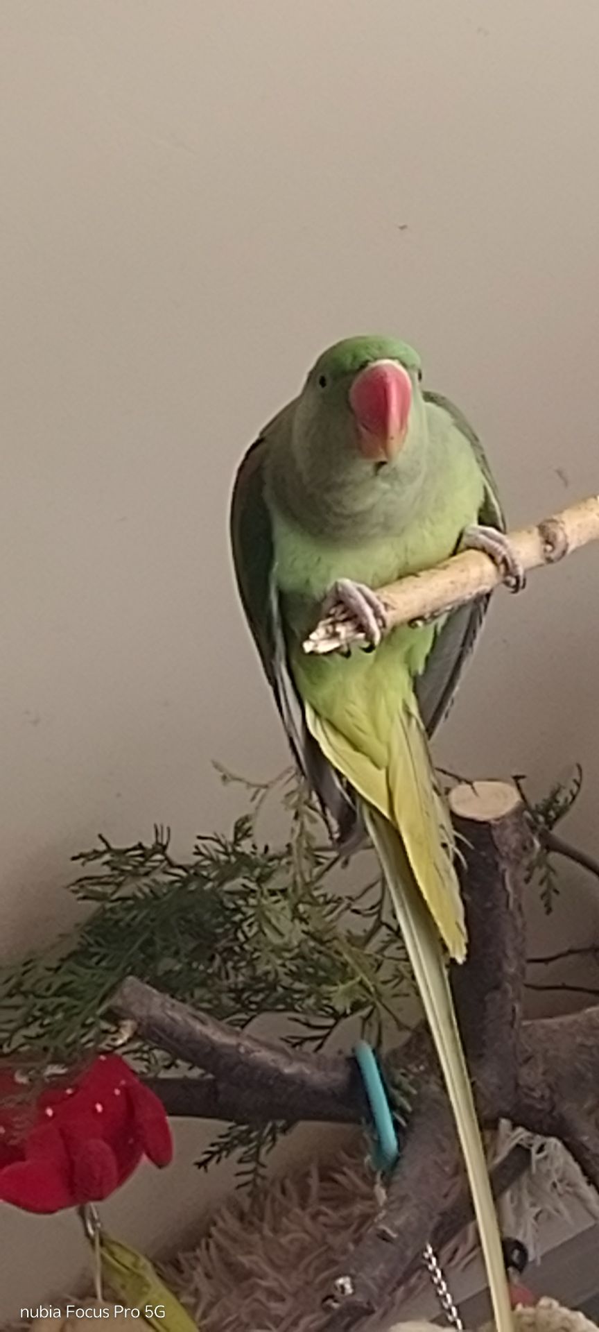 Папужка Дівчинка Олександрійська