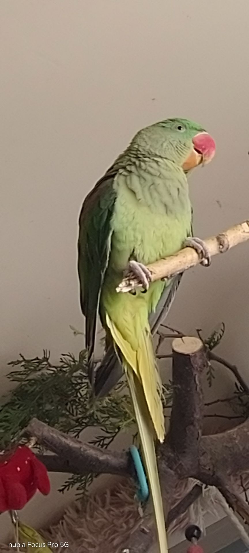 Папужка Дівчинка Олександрійська