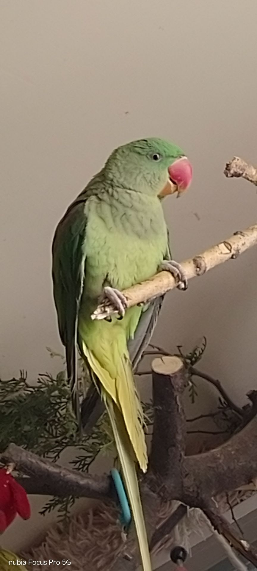 Папужка Дівчинка Олександрійська