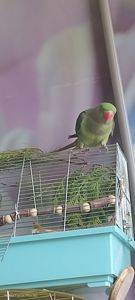 Папужка Дівчинка Олександрійська