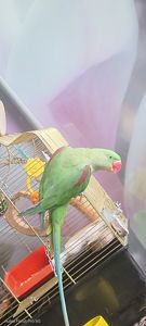 Папужка Дівчинка Олександрійська