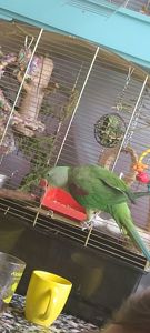 Папужка Дівчинка Олександрійська