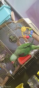 Папужка Дівчинка Олександрійська