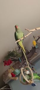 Папужка Дівчинка Олександрійська