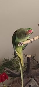 Папужка Дівчинка Олександрійська