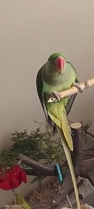 Папужка Дівчинка Олександрійська