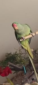 Папужка Дівчинка Олександрійська