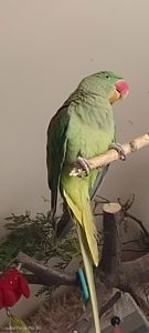 Папужка Дівчинка Олександрійська