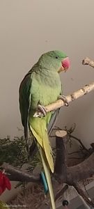 Папужка Дівчинка Олександрійська