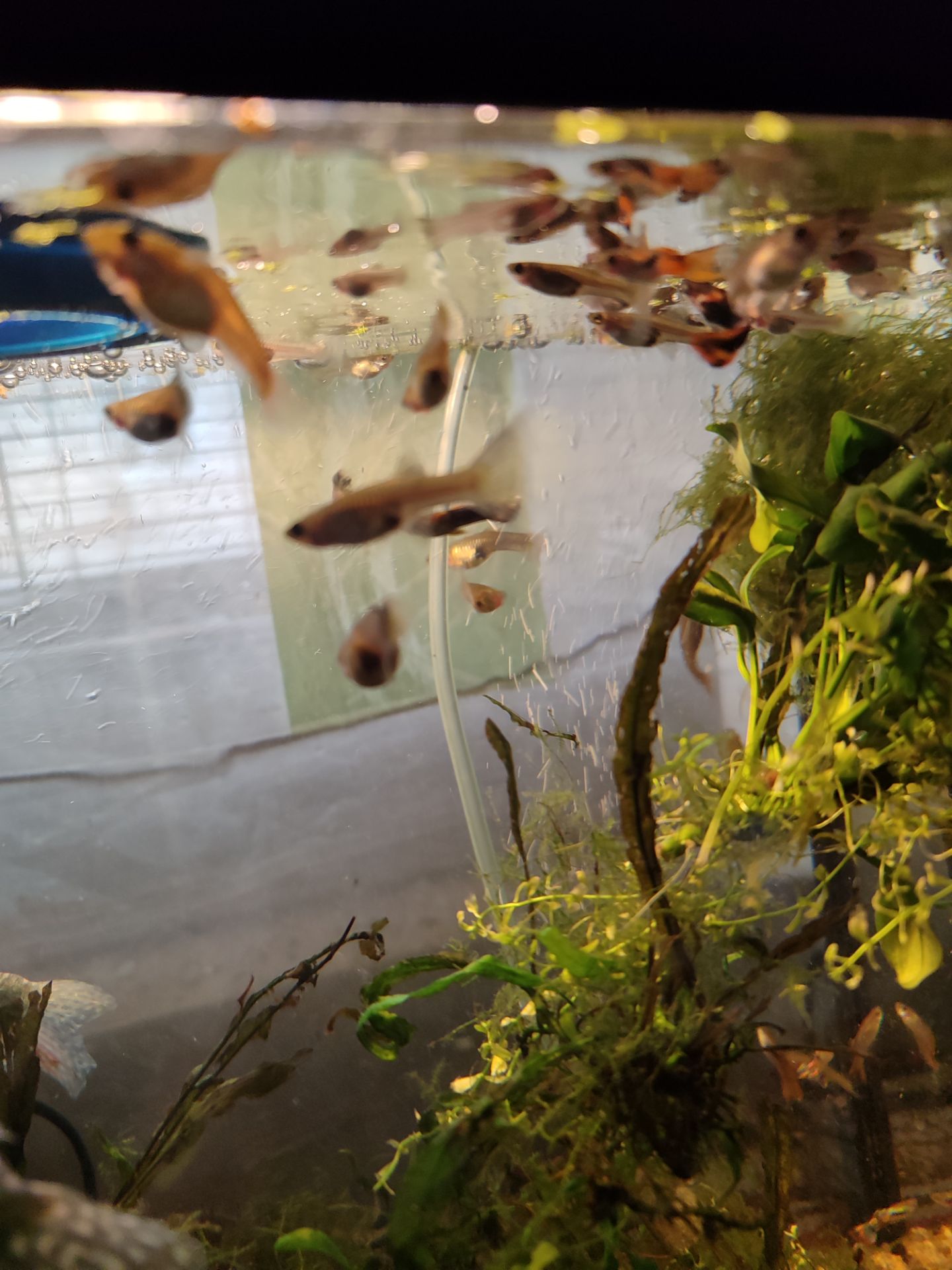 Меняю рыбок гуппи на аквариумных креветок