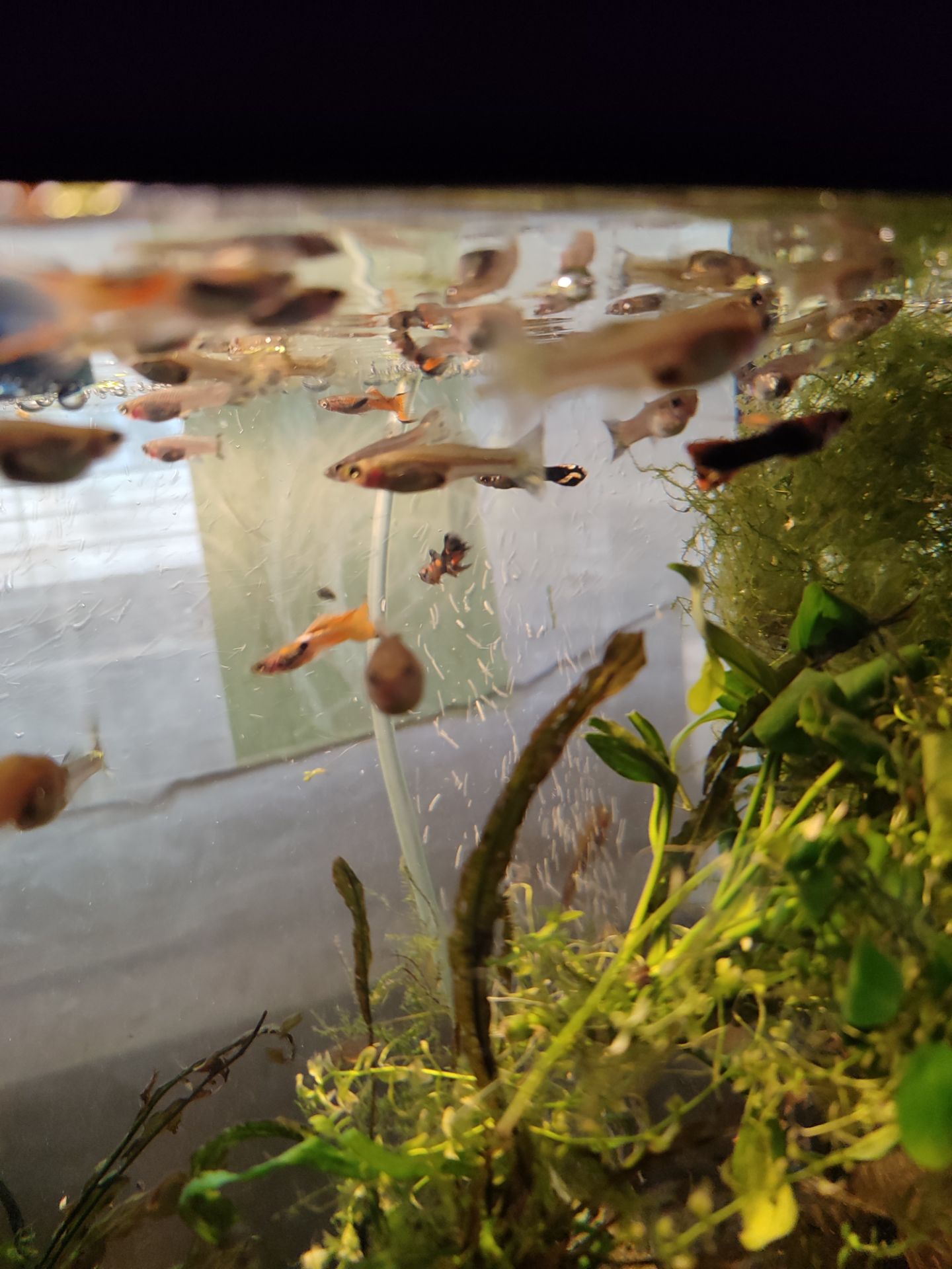 Меняю рыбок гуппи на аквариумных креветок