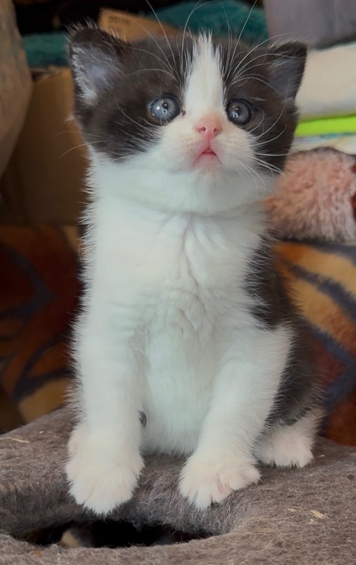 Шотландське кошеня з неймовірним характером